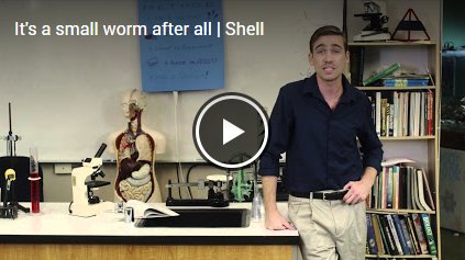 It's a Small Worm After All